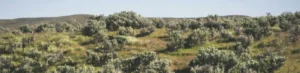 An Idaho field with greenery and a clear sky.