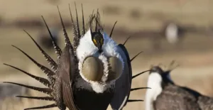 A large, brown. turkey-like bird.