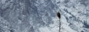 An Eagle on top of a bare tree in the winter.
